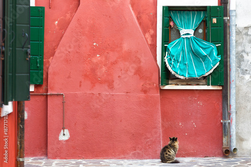 A cat is sitting and looking at a window with a green curtain near the house in Burano, Italy
