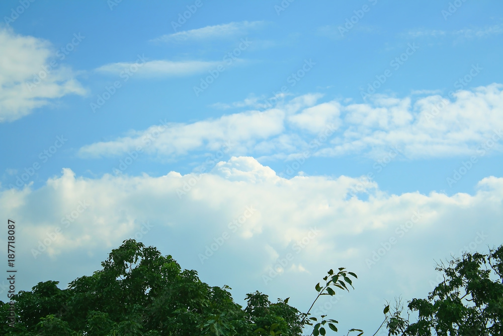 Obraz premium Beautiful vivid blue sky with clouds group and top of trees