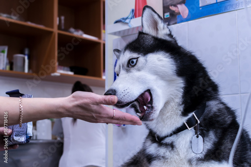 Dog sniffs the palm of photo