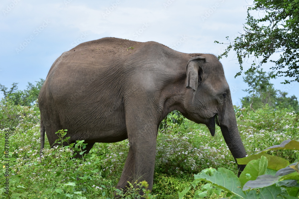 Fototapeta premium ELEPHANT AU SRI LANKA