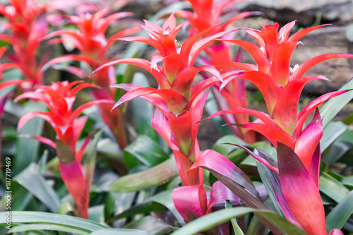 Beautiful of Bromeliad flower. Red bromeliad in bromeliad garden. Guzmania ligulata bromeliad. photo