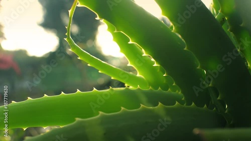 Aloe Vera plant growing in garden, closeup. Shallow DOF, 4K UHD.