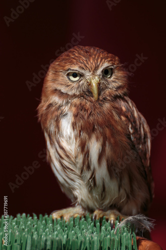 Portrait of Little Burrowing Owl -Athene cunicularia- with Brown Plumage and Yellow Eyes