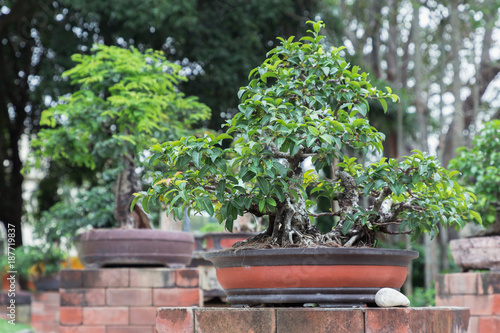 Bonsai tree on ceramic pot in bonsai garden.