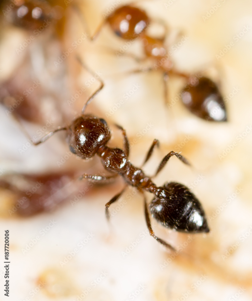 small ants in nature. macro small ants in nature. macro