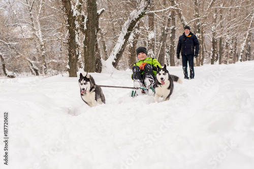 Dogs of the Husky breed ride the child on the sled in winter