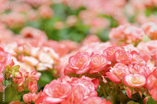 Fototapeta Naklejka Na Ścianę i Meble -  Spring scenes of red and pink begonia blooming flowers in the garden with abstract green soft nature background and wallpaper