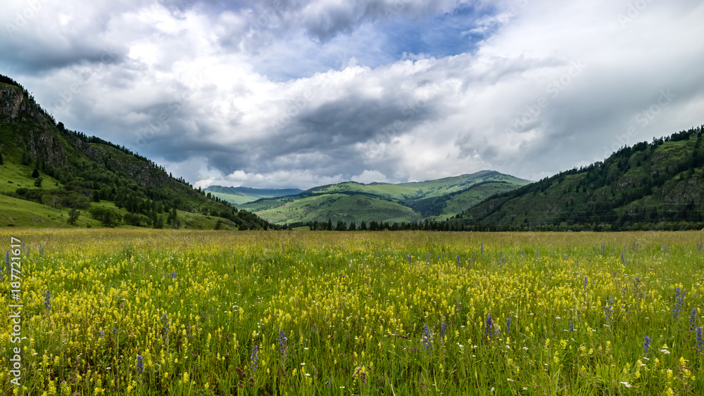 Alpine meadow on summer