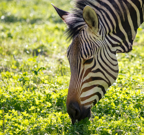 Zebra on green grass in nature