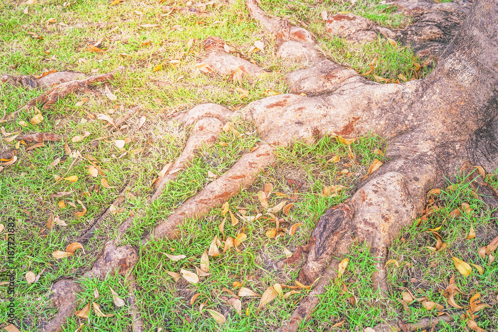 Fototapeta premium root of big tree and green grass, shallow dept of field