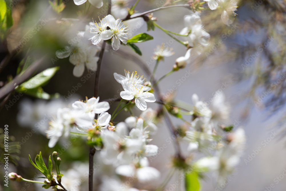white flowers on the tree in nature white flowers on the tree in nature