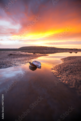 shell mussels in the river