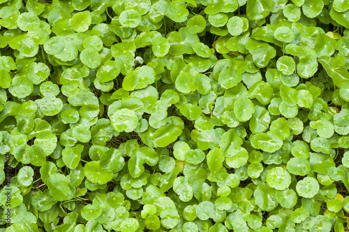 Fresh green leaves of a plant with raindrops background. View from above. Top view. Flat lay.