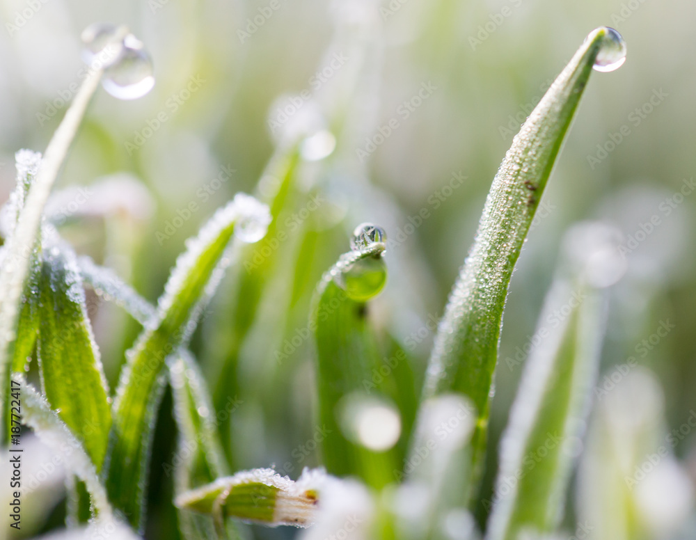 dew on the grass with hoarfrost dew on the grass with hoarfrost