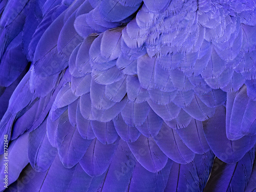 Macro on a Hyacinth Macaw Feathers © Carlos