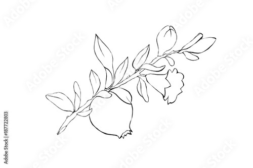 Illustration of a pomegranate fruit on a branch