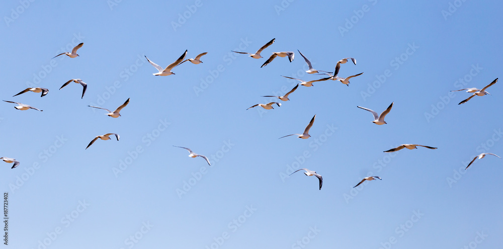 Naklejka premium a flock of seagulls in flight