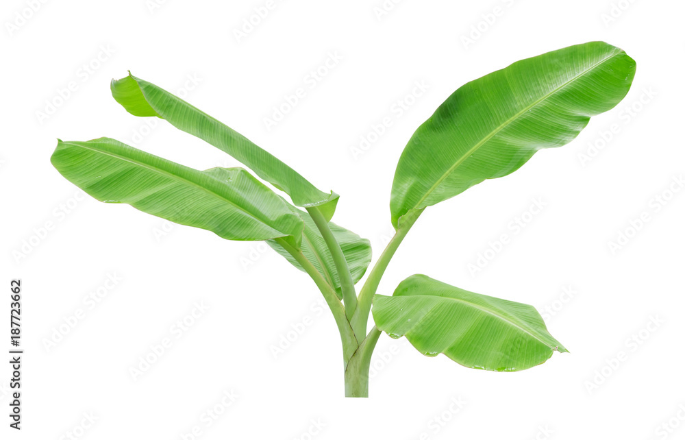 Banana trees isolated on white background. File contains a clipping path Banana trees isolated on white background. File contains a clipping path