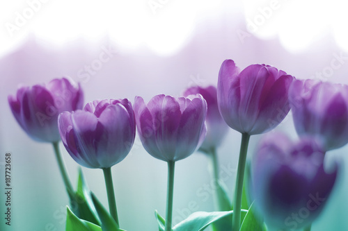 Pink tulip with bokeh