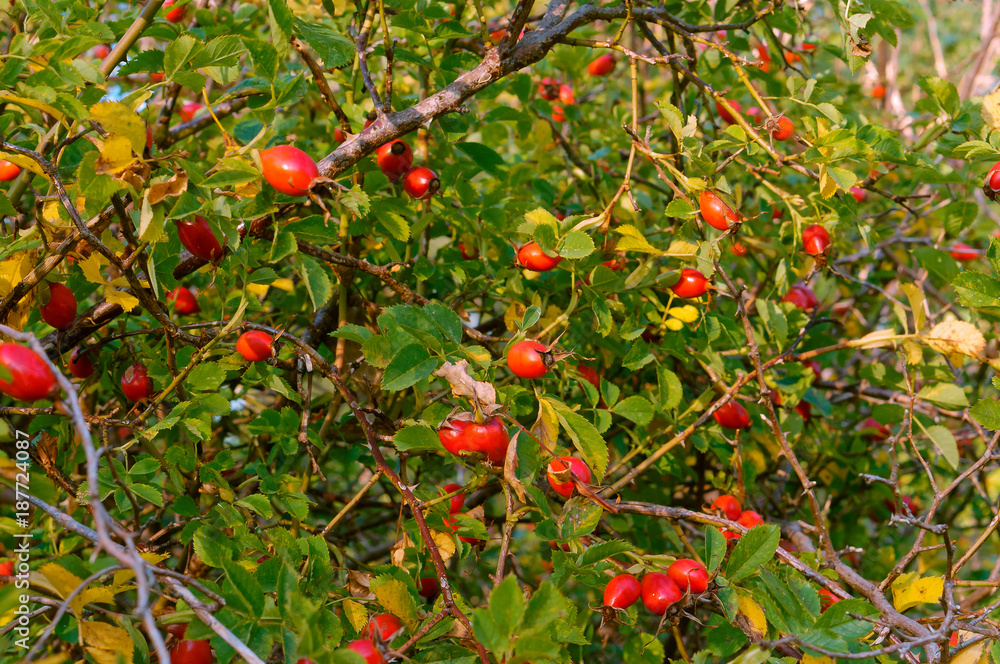 The red berries of wild rose hips. Wild rose. Hip bush. 