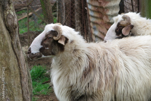 Photography Pecorone