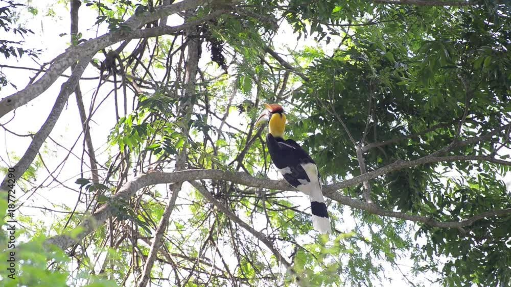 Great hornbill at Khao Yai national park, THAILAND