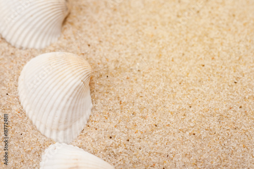 White seashells on a sand, macro shot