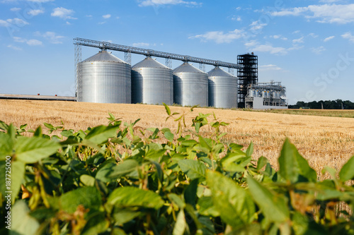 four silver silos in a wheat field