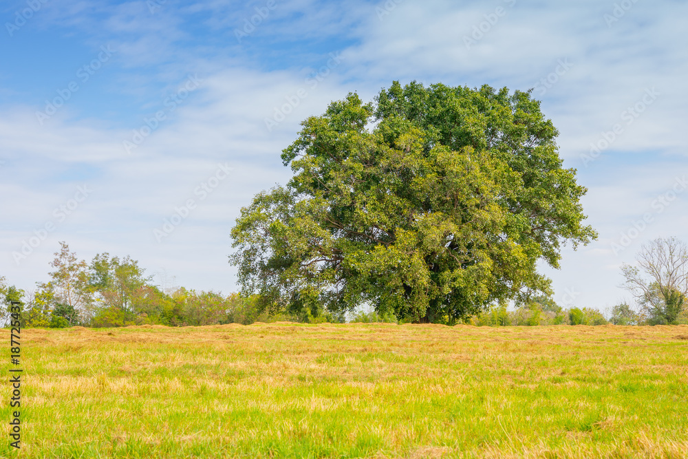 Fototapeta premium The green tree is in the middle of a green lawn with a sky and nature background.
