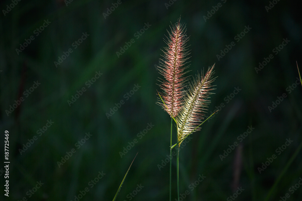  grass flower blowing in the wind, red reed sway in the wind with blue sky, silhouette