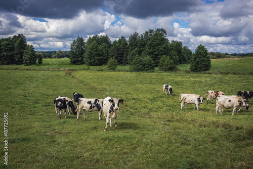 Group of cows on a pastuarge in Masuria region of Poland