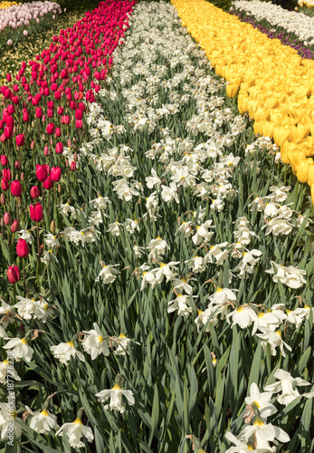 Fototapeta Naklejka Na Ścianę i Meble -  colorful tulips and daffodils  blooming in a garden