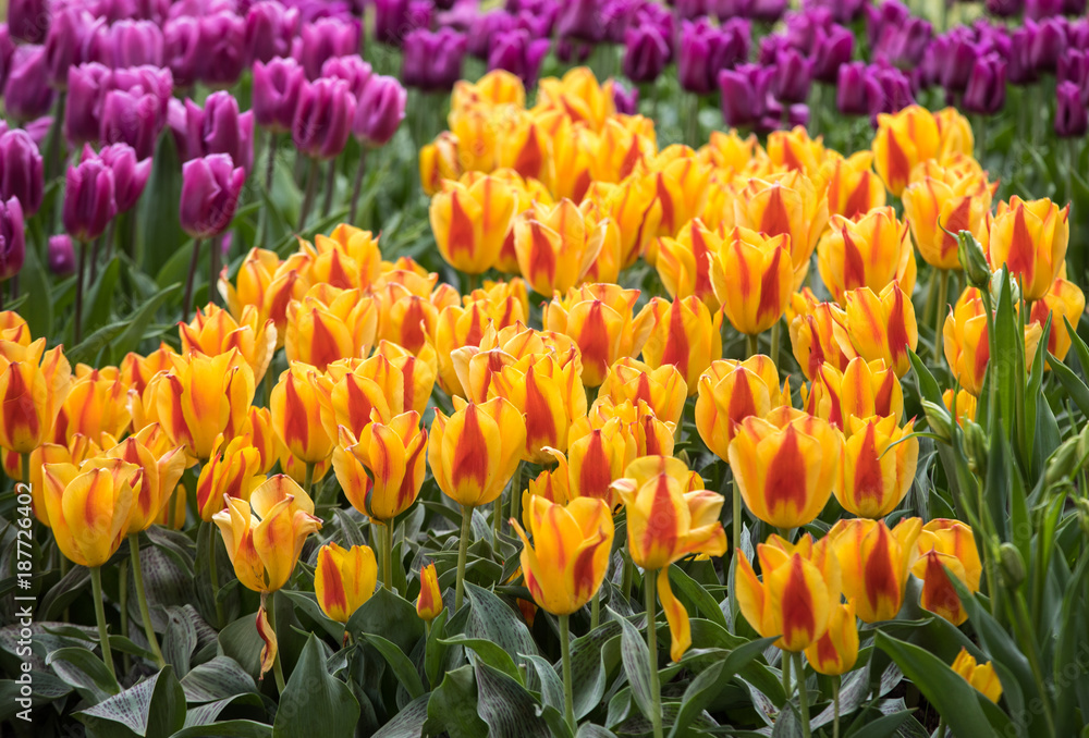 colorful tulips flowers blooming in a garden colorful tulips flowers blooming in a garden
