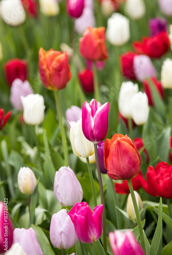 Fototapeta Naklejka Na Ścianę i Meble -  colorful tulips flowers blooming in a garden
