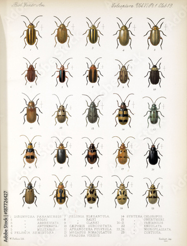 Illustration of beetles