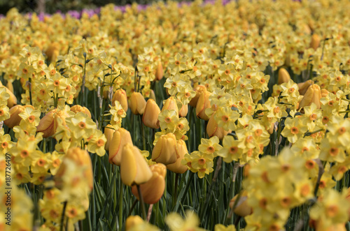 Fototapeta Naklejka Na Ścianę i Meble -  Yellow tulips and daffodils  blooming in a garden