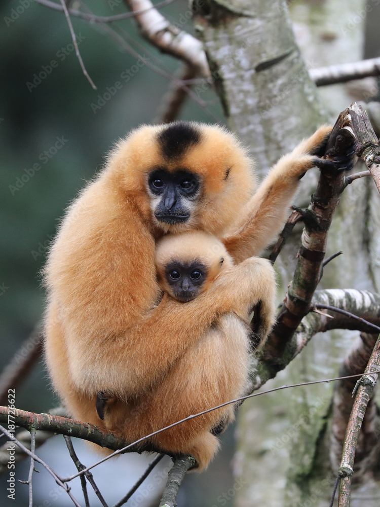 Fototapeta premium yellow cheeked gibbon
