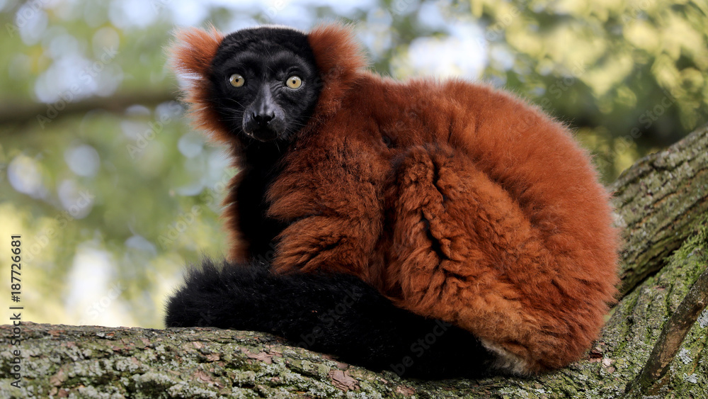 Fototapeta premium Red-ruffed lemur