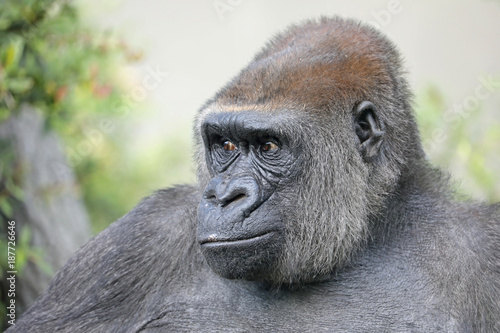 Female gorilla portrait © Edwin Butter