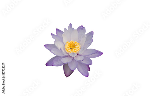 beautiful purple Lotus flower isolated on white background