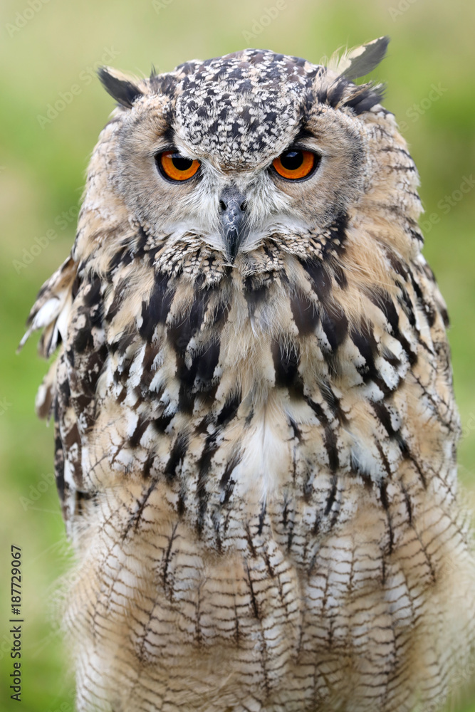 eurasian eagle owl