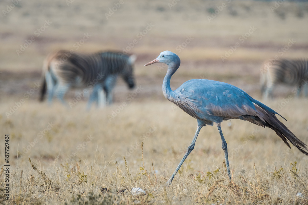 Obraz premium Blue cranes among herds of Buchell's at Nebrownii Waterhole, Okaukeujo, Etosha National Park, Namibia.,