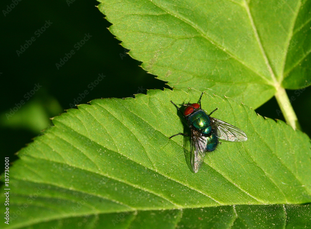 Fototapeta premium Fly on a green leaf