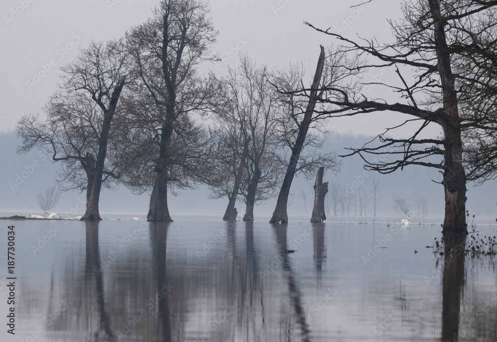Flood in forest, trees reflection, swans on the water Flood in forest, trees reflection, swans on the water