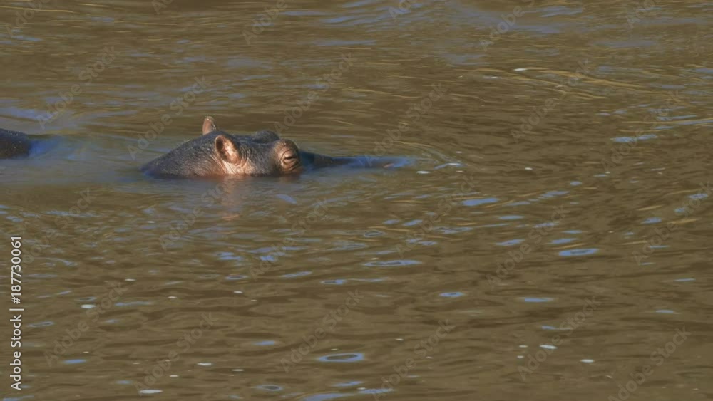 high angle close up of a hippo submerged in the mara river in masai mara game reserve, kenya high angle close up of a hippo submerged in the mara river in masai mara game reserve, kenya