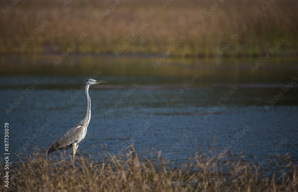 Naklejka premium Grey heron in river