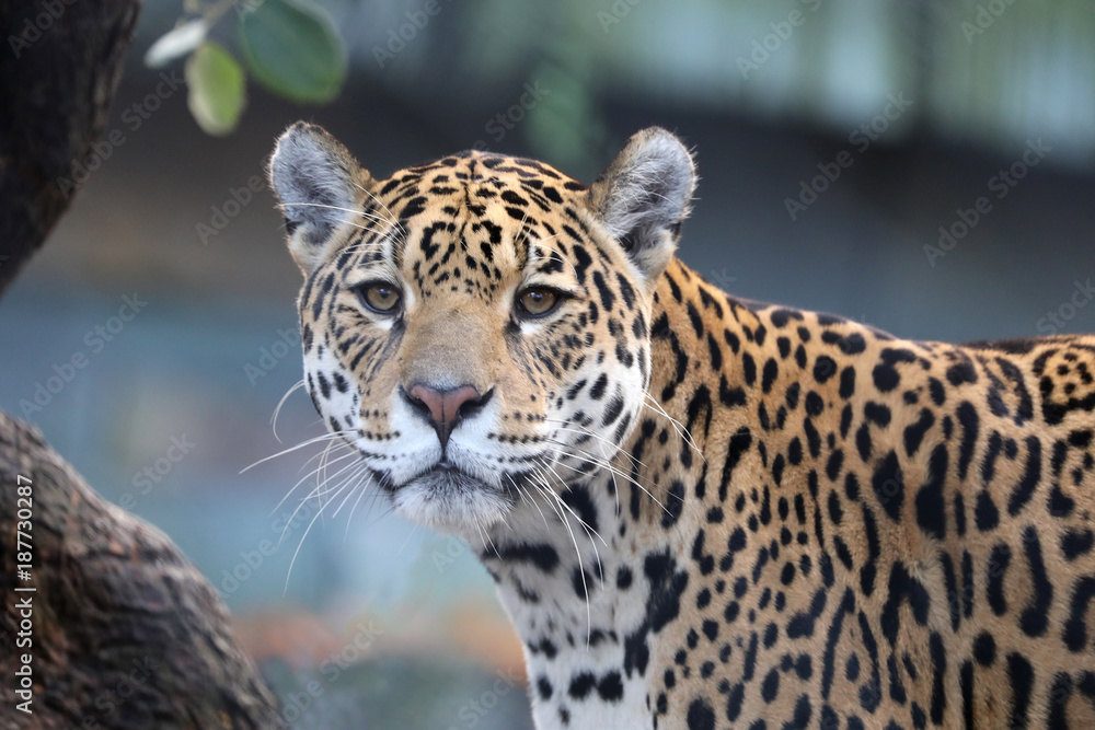 Obraz premium Jaguar z bliska