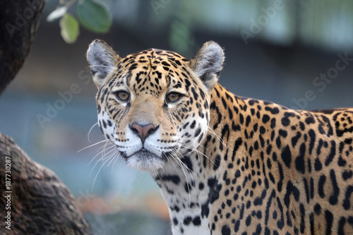Jaguar close up © Edwin Butter
