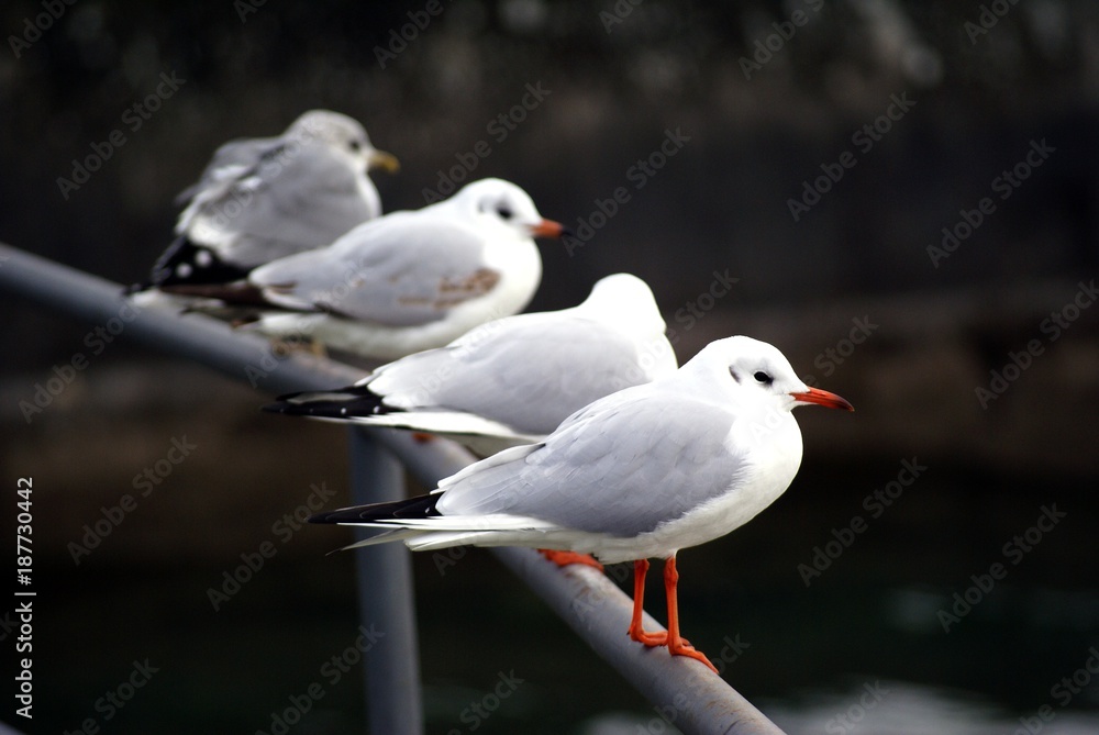 Fototapeta premium Möven