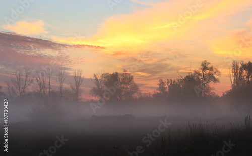 misty dawn in the grove on the banks of the river